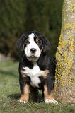 GRAND BOUVIER SUISSE 010